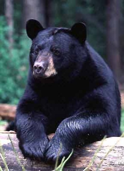 everglades bear